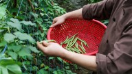The Clear Sign That Your Green Bean Plants Are Ready To Harvest