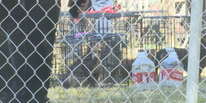 30 dogs rescued from Navasota home after city labels residence ‘uninhabitable’