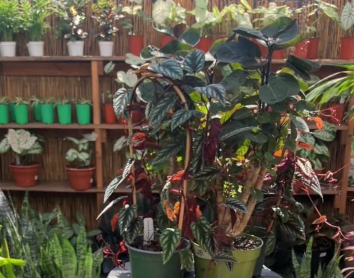 (Video) Urban Jungle Helps Create Your Indoor Paradise
