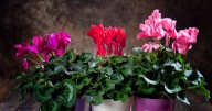 Four flowers to plant now for a beautiful autumn garden