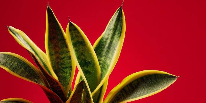 Qué significa cuando florece la lengua de suegra, según la IA