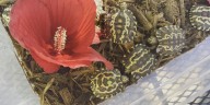 Zoo Knoxville conservation effort includes largest collection of flat