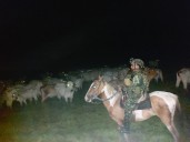 Ejército Nacional logró la recuperación de 530 cabezas de ganado que serían comercializadas en Venezuela