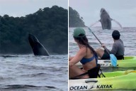 Humpback whale breach spectacle in Costa Rica captured on camera by kayakers