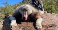 British hunter kills rare albino baboon on sick trophy hunting trip