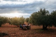 I finally ate Sardinia’s maggot cheese