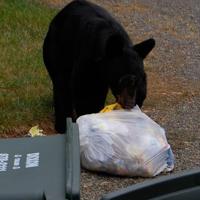 Freeze your smelly trash, regional district advises