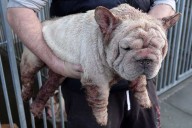 Man Ran 'Unregulated' Breeding Operation Out of Friend's Home