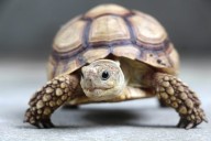 Here's a bonanza of animal ASMR videos, including my favorite of all time!