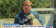 Beaufort County Animal Services says shelter reaching max capacity