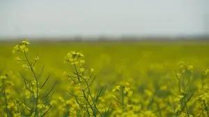 September 4 Closing Commodity Prices