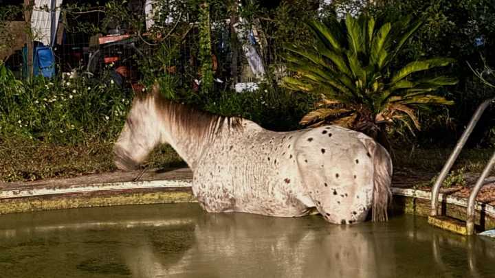 Horse rescued from swimming pool in Northeast Florida 