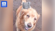 Baby koala rides golden retriever like a racehorse in south