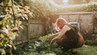 Se insta a los jardineros a dejar dos frutas en el césped en septiembre: este es el motivo