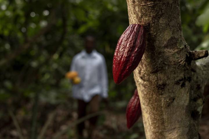 Día del Chocolate: un viaje por el sabor y la tradición en Colombia