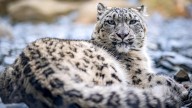 ‘Special’ snow leopard dies at Great Yarmouth zoo