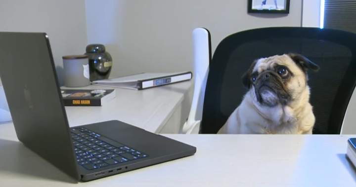 Dog passes online course as part of test into Alberta online verification gaps