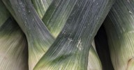 Successive planting increases vegetable production