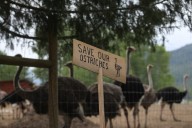 BC ostrich farm pleads with court for another stay of execution