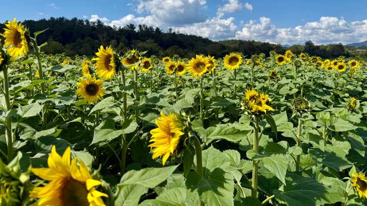 WNC events for the week of Sept. 26