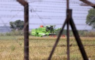 Farmers upset as wild boars from across border damage crops