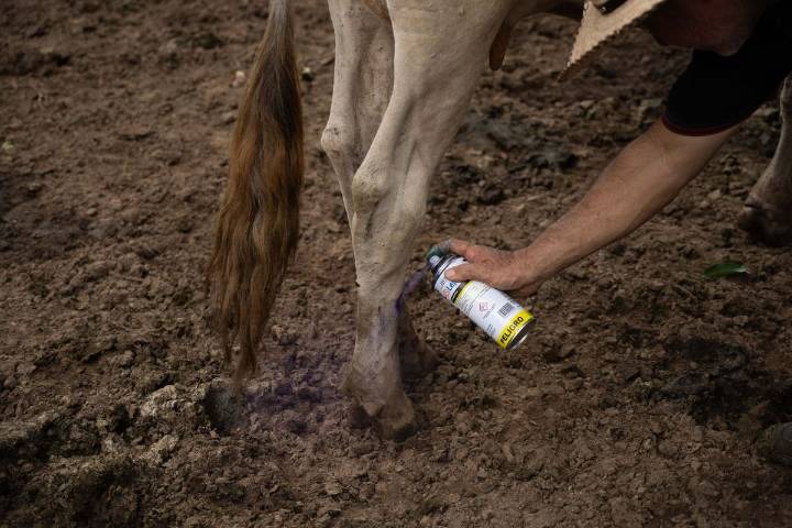 Capacita Senasica a productores y servidores del Bajío contra gusano barrenador