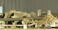 Belvidere's Die Hard Dairy fire: Local support lifts Travis family