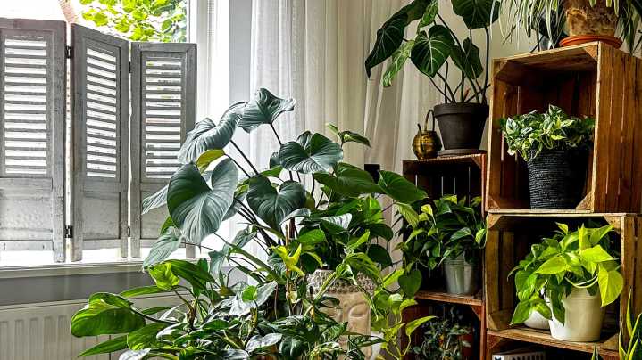 18 Fast-Growing Houseplants That Turn Dull Corners Into Vibrant Spaces