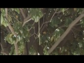 Rope found hanging from tree outside Black history museum in Atlanta