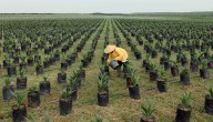 Aceite de palma podría superar US$1.191 por escasez de suministros para producción
