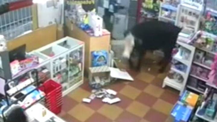Una vaca entró a una librería en Entre Ríos y provocó la sorpresa de los clientes