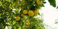 Cuál es la mejor estación del año para podar el limonero de mi casa