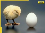 What came first, chicken or egg? Science has the answer