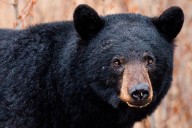 Bear euthanized after it bites woman in NJ Dollar General