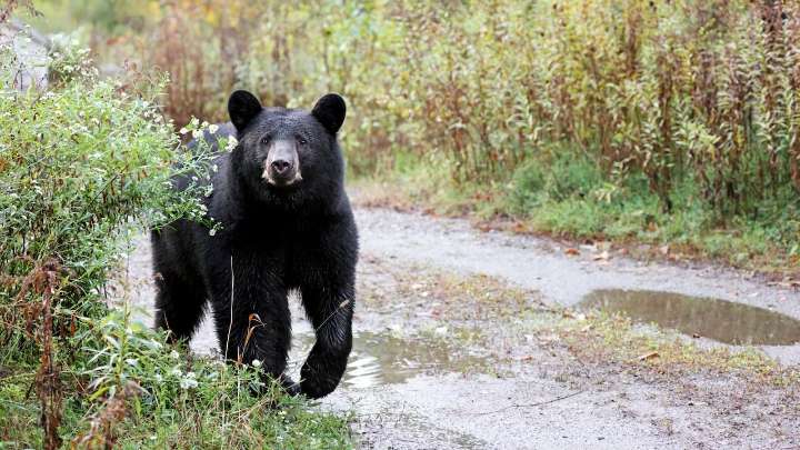 Caos en New Jersey: oso negro entra a un Dollar General, muerde a mujer de 90 años y termina sacrificado