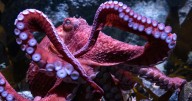 Fans bid farewell to beloved California octopus as she cares for eggs in final stage of life