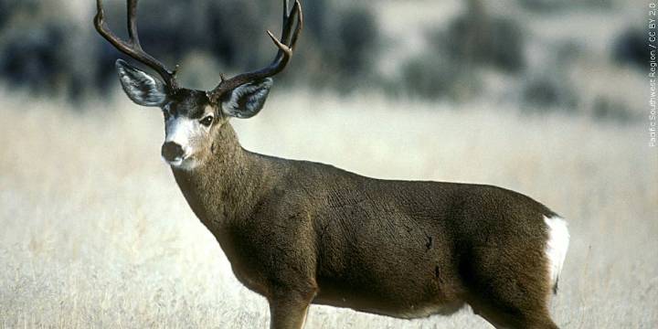 Drivers urged to be cautious during deer rutting season