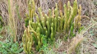 La planta argentina que estimula la libido de forma natural: propiedades del “viagra criollo”