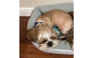 Hallan en Juárez al perrito Coquito, fue robado en El Paso
