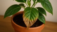"Si tus plantas tienen las hojas marrones no es por falta de riego"