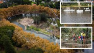 Hyde Park: Huge tree removal works now complete, city plans for four