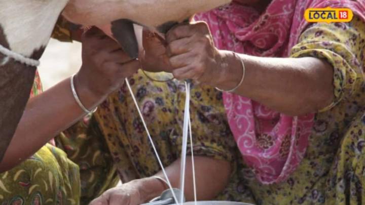 This High-Yield Cow Breed Could Transform Farmers’ Incomes With Its Milk Production