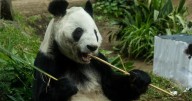 CDMX celebra 50 años de pandas gigantes en Chapultepec; Xin Xin es la más longeva fuera de China