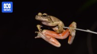 Endangered Littlejohn's tree frog finally bred in captivity amid habitat threat