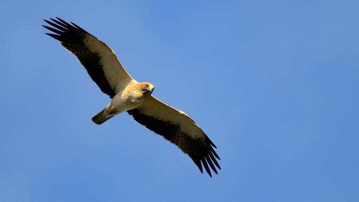 La Junta confirma un caso de gripe aviar en un águila calzada recogida en Salamanca