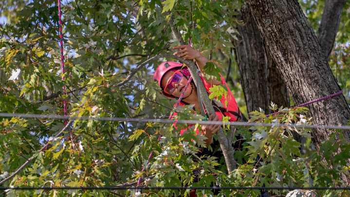 Tree trimming is partly to blame for AES rate hikes