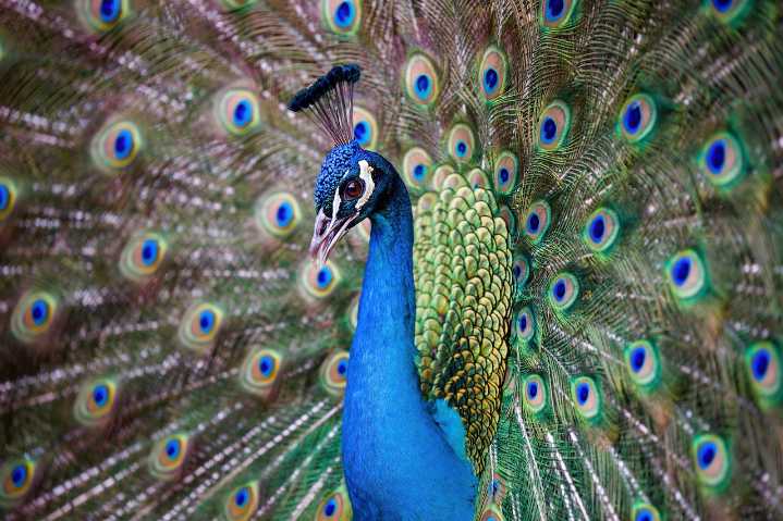 Florida man kills, eats his pet peacocks to ‘spite’ neighbor who fed them