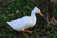 5 Best Duck Feet Chews for Dogs