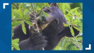 Piedmont Triad on watch as black bears increase food intake for winter