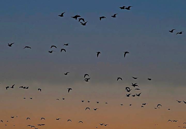 Lights Out alert: 4.2 million birds to migrate over Oregon skies tonight